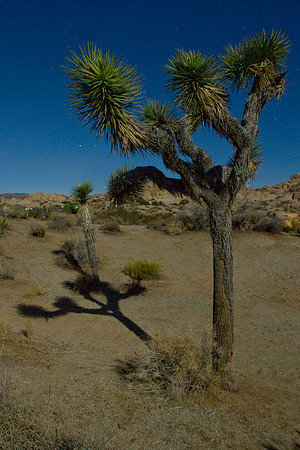 joshuatree09-2458