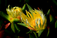 Ice plant blooms
