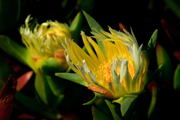 Ice plant blooms
