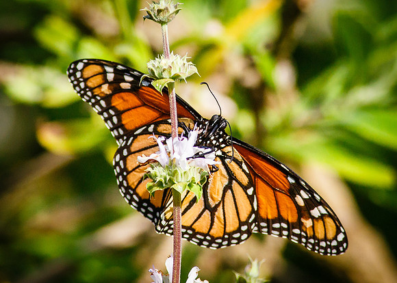Monarch Butterfly