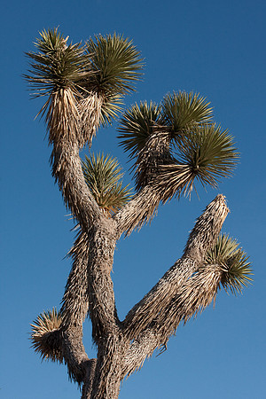 joshuatree09-0515