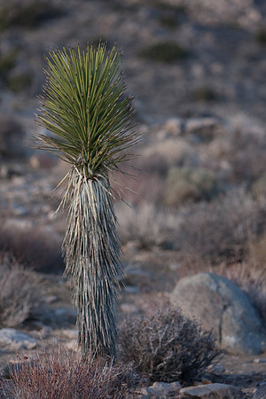 joshuatree09-0545