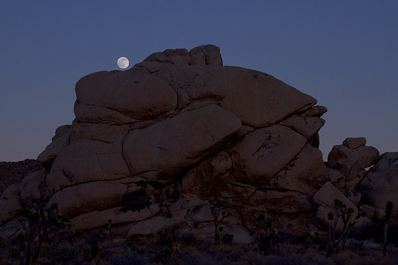joshuatree09-2397