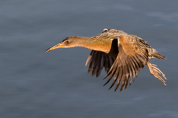 Ridgway's rail