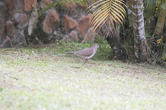 White-tipped dove