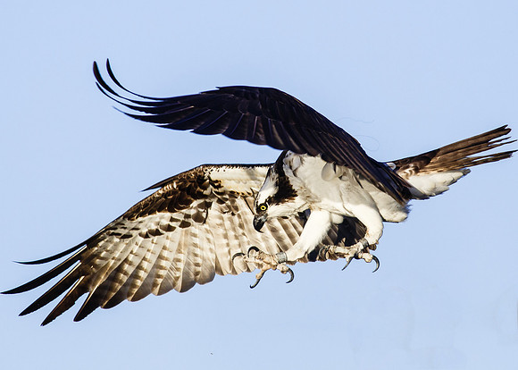 Osprey