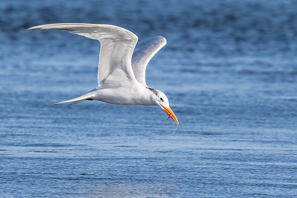BolsaChica2015-5981