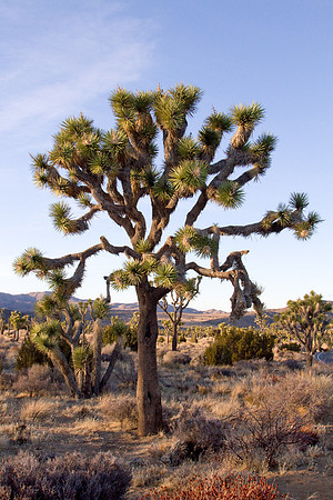 joshuatree09-2345