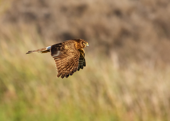 Northern Harrier
