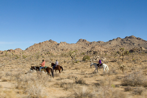 joshuatree09-2713