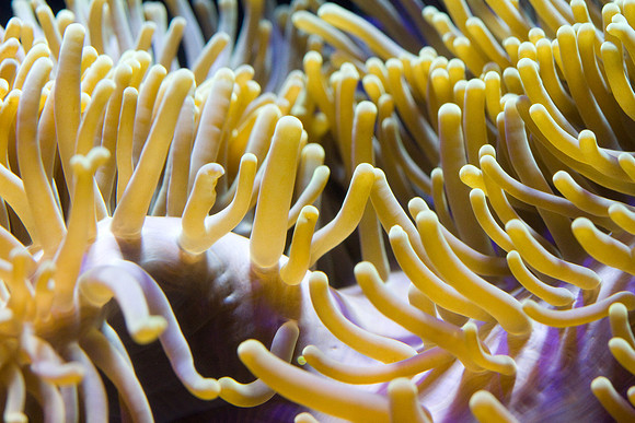lb-aquarium-1481