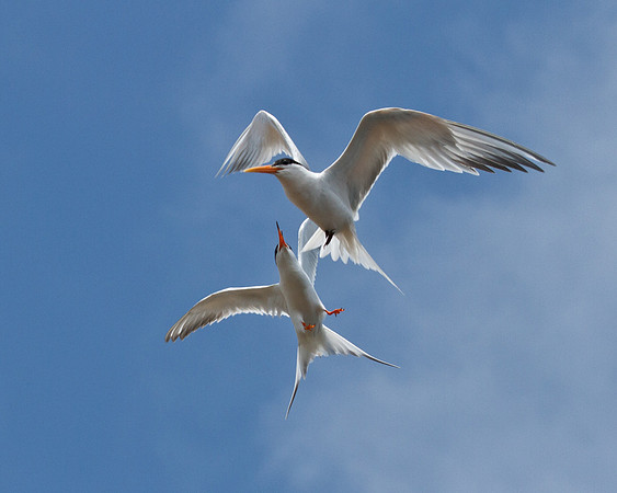 BolsaChica2011-0319