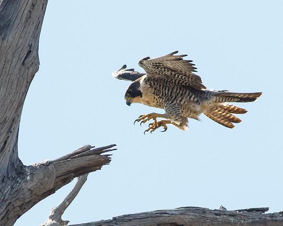 Pre-Landing