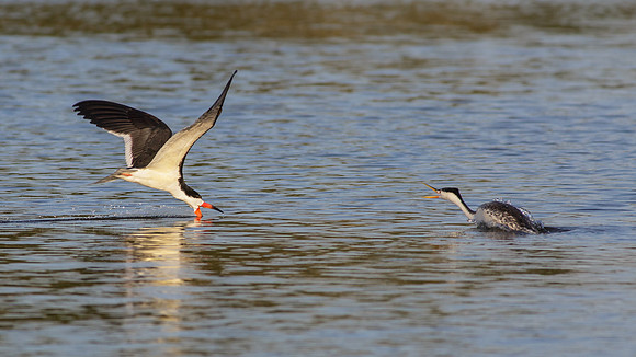 When birds collide.....