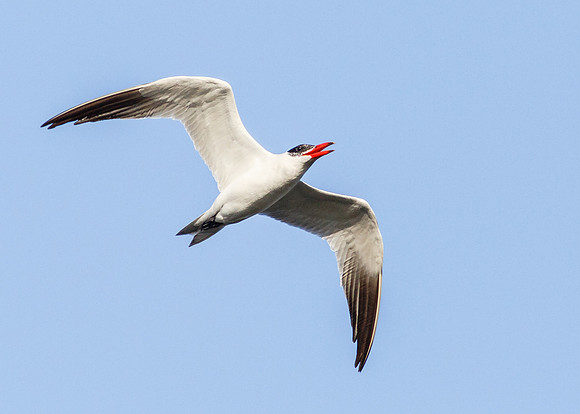 Juvenile flight