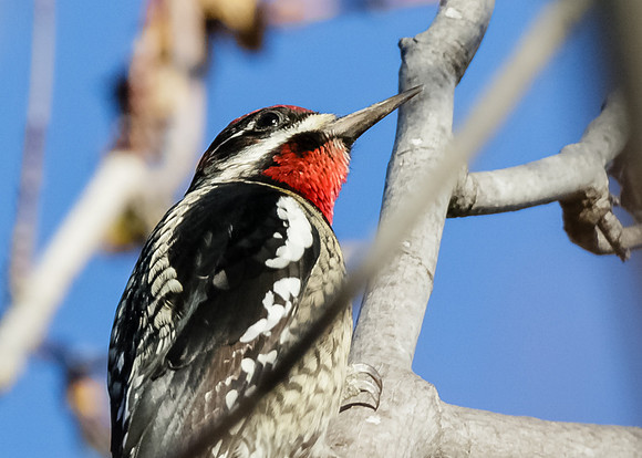Red-naped Sapsucker