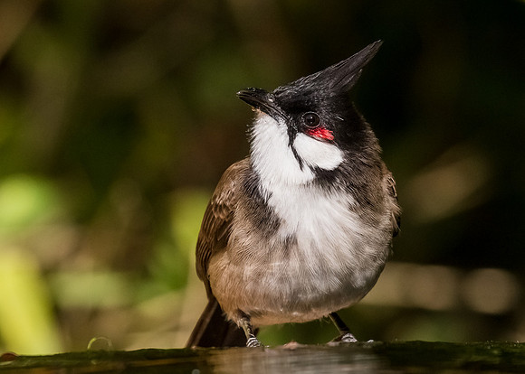 BulBul water break