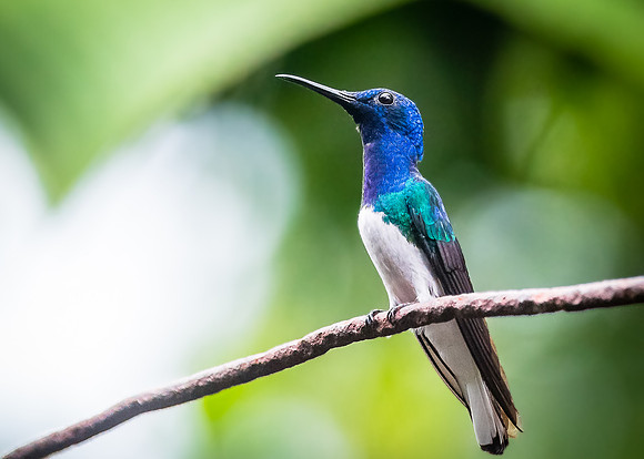 White-necked Jacobin
