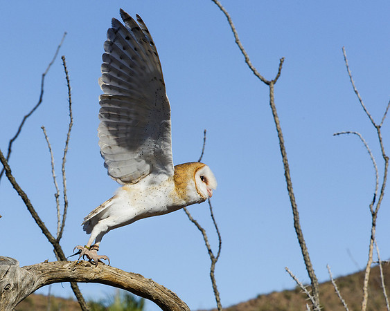Barn Owl