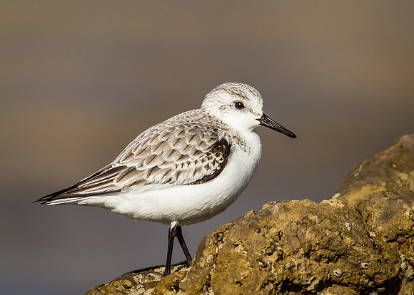 Sanderling