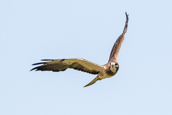 Swainson's Hawk