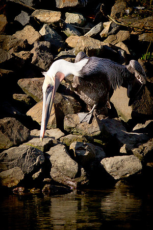 Looking for dinner
