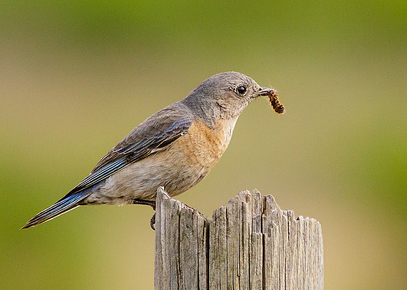 Morning Meal