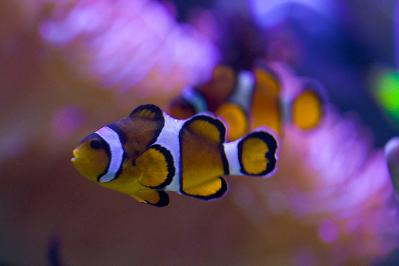 LB-aquarium-0527