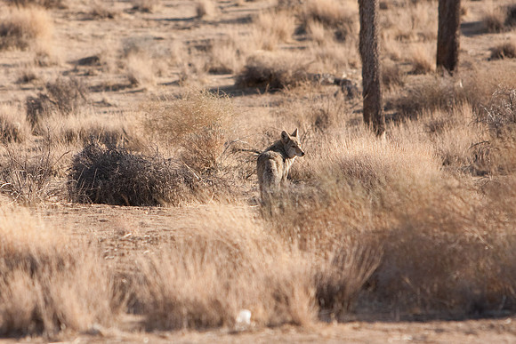 joshuatree09-0504