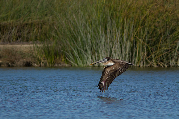birds-irv-1075