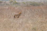 Coyote