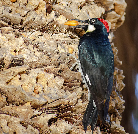 Acorn Woodpecker