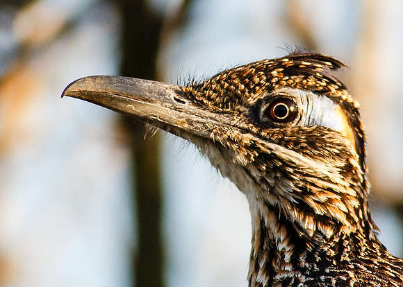 Greater Roadrunner