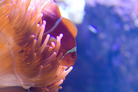lb-aquarium-1488
