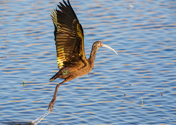 San Joaquin 2014-9258