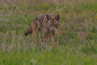 Coyote