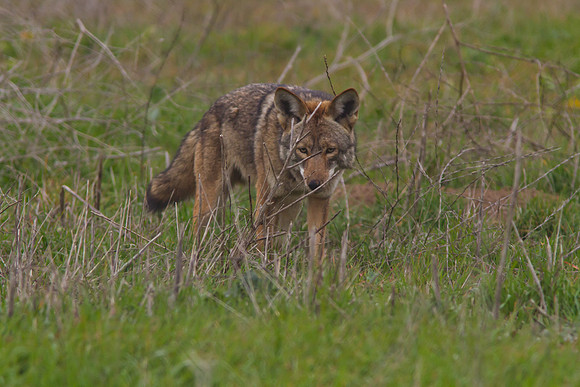 Coyote