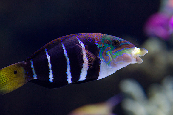 lb-aquarium-1356