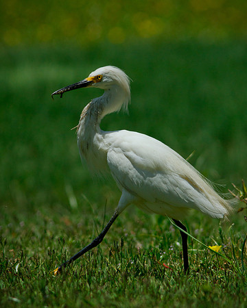 Walkin' Tall