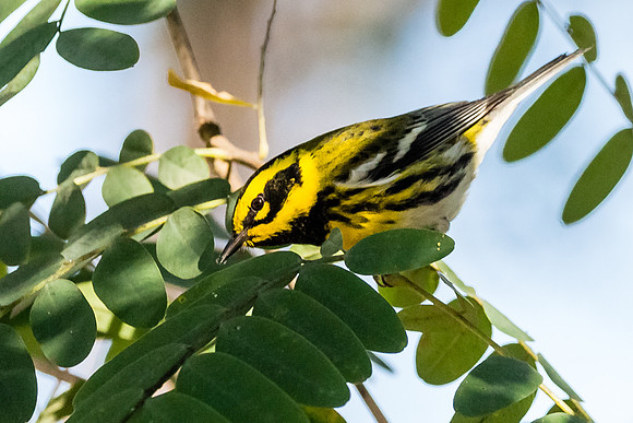 Townsends warbler