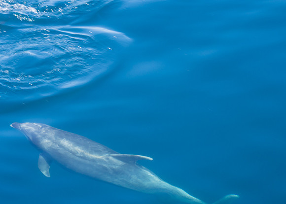 Spring Pelagic Trip