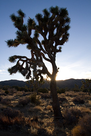 joshuatree09-2347