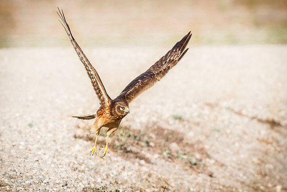 Northern Harrier