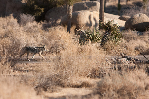 joshuatree09-0499
