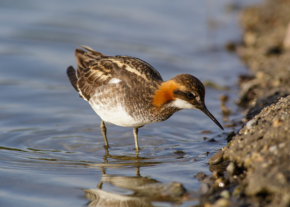 Red-necked Phalarope  II