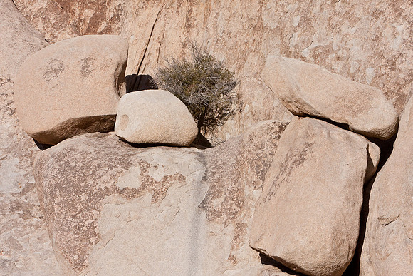 joshuatree09-0666