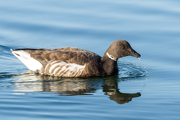 Brant