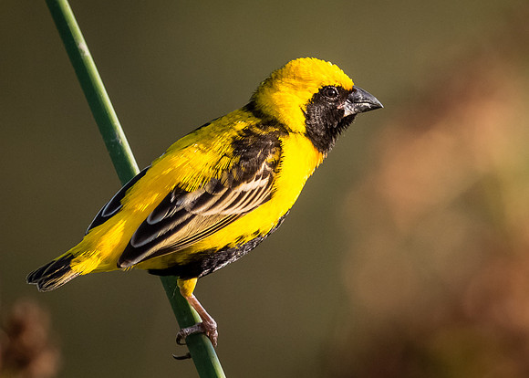 Yellow-crowned Bishop