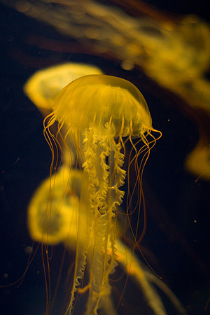LB-aquarium-0358