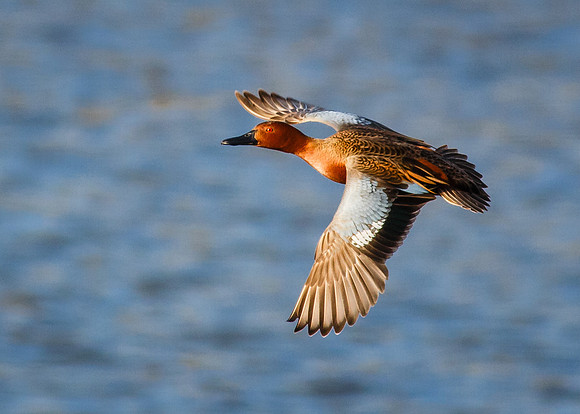 In-Flight